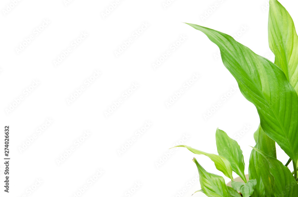 House plants isolated on white background. Top view. Copy space. - Image