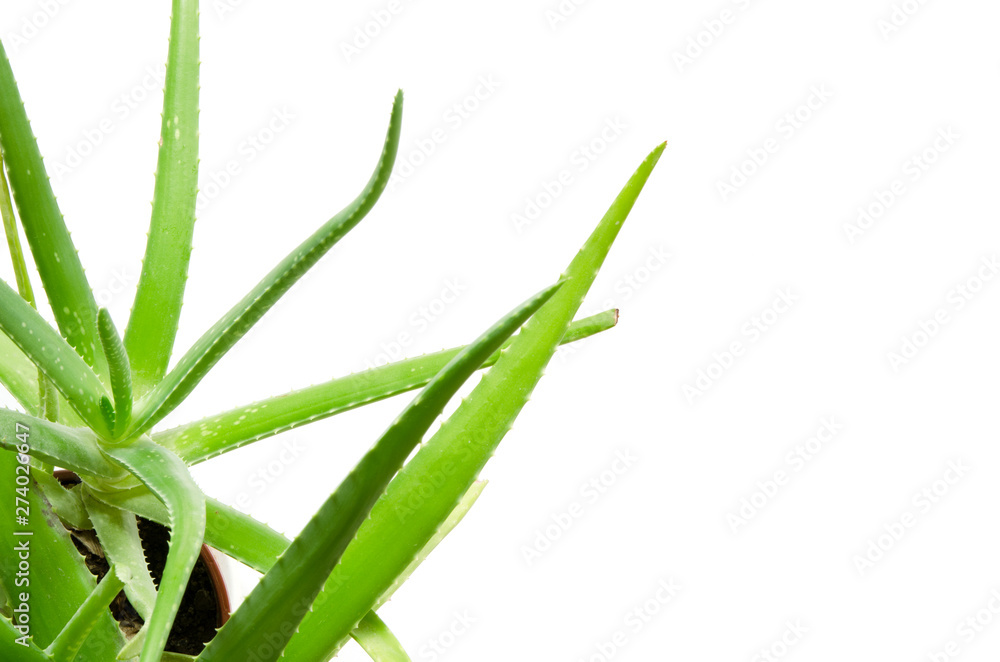 Aloe leaf isolated white background. Useful herbal medicine for skin care and hair care. - Image Aloe leaf isolated white background. Useful herbal medicine for skin care and hair care. - Image
