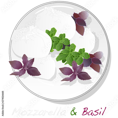 Traditional Italian Mozzarella cheese and basil on plate. White background. Vector.