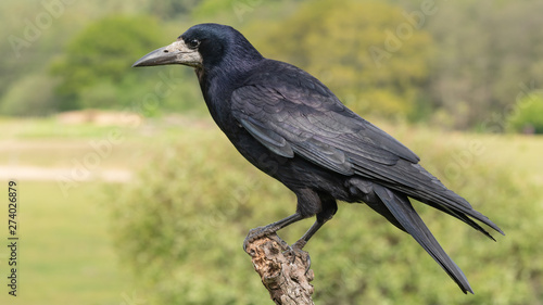Rook on branch photo