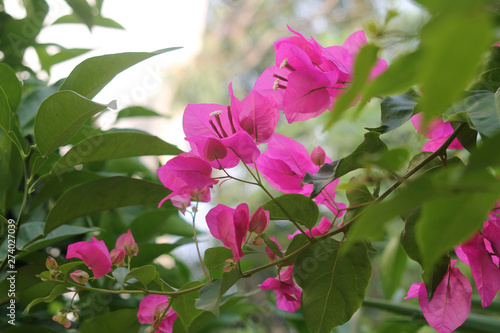 Pink flowers and green leaves on a twig