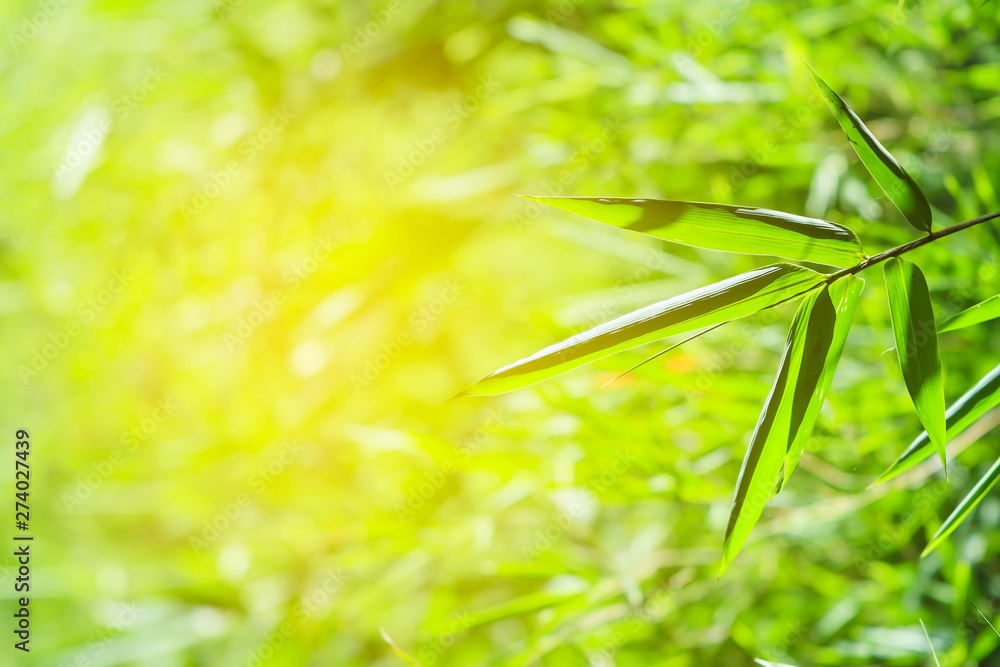 Bamboo forest in the morning.green nature background. Bamboo forest in the morning.green nature background.