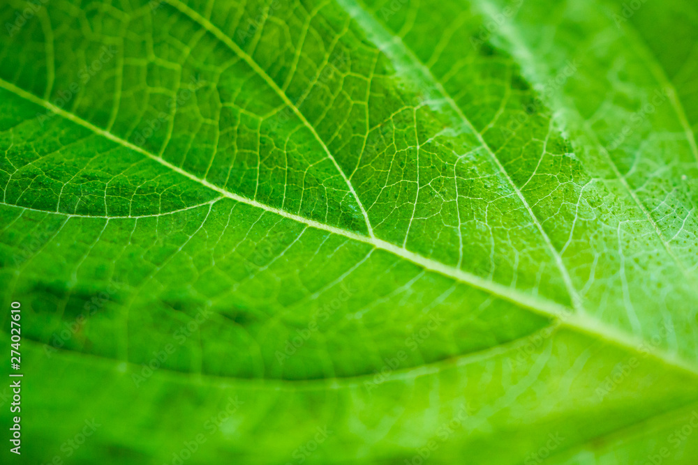 green leaf texture background closeup green leaf texture background closeup