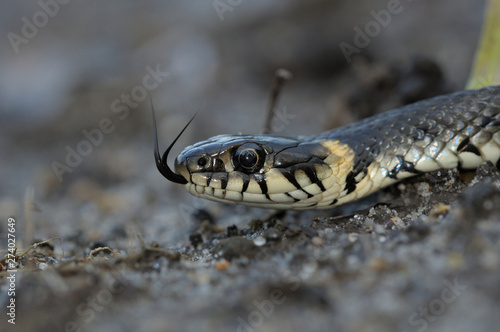 Grass snake showing its tongue