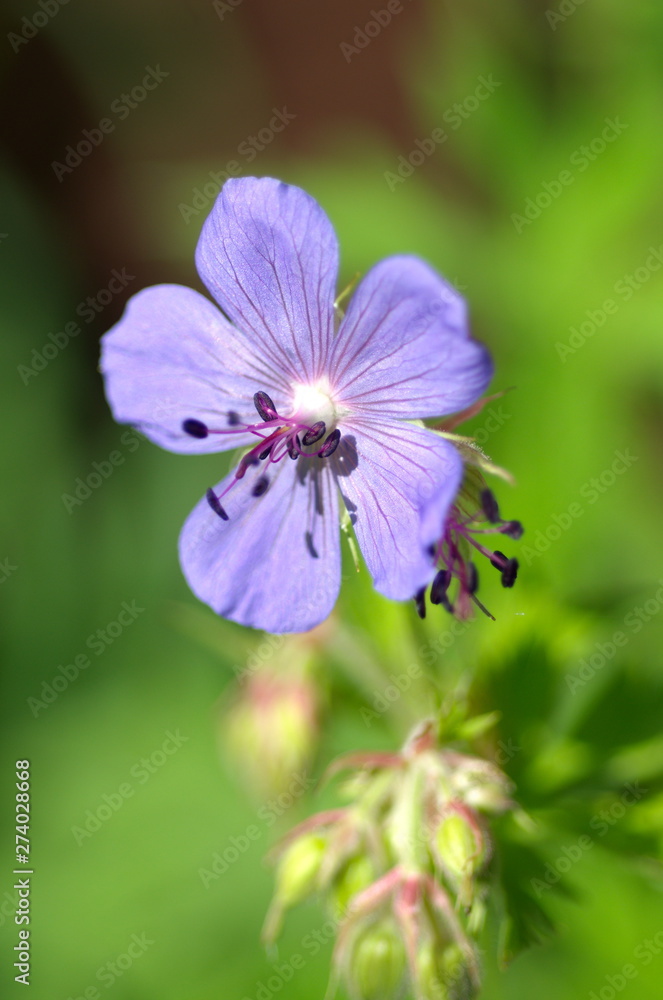 Geranium pratense flower close up Geranium pratense flower close up