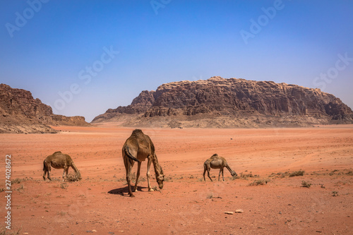 Red sand desert and camels at sunny summer day in Wadi Rum, Jordan. Middle East. UNESCO World Heritage Site and is known as The Valley of the Moon. © Curioso.Photography