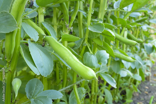 Broad beans close up