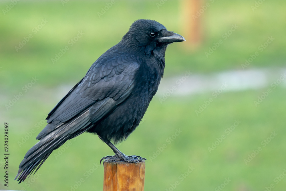Crow on post Crow on post