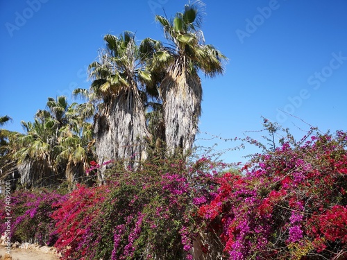 tropischer Palmengarten Urlaubsfeeling photo