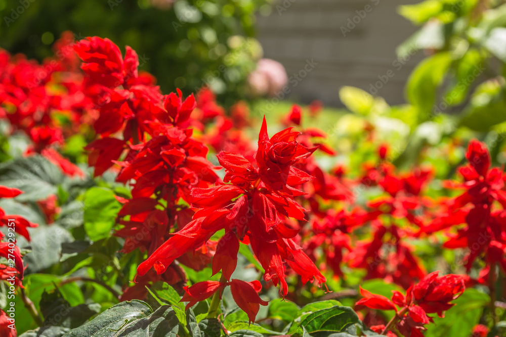 Red, ornamental flowers in the garden