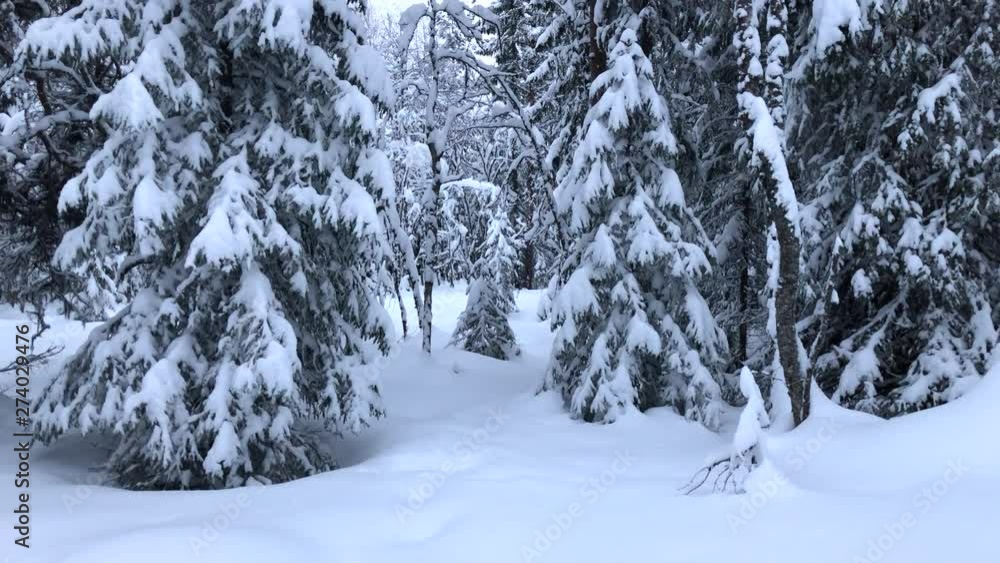 Snow dense in the forest Snow dense in the forest