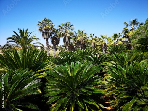 tropischer Palmengarten Urlaubsfeeling