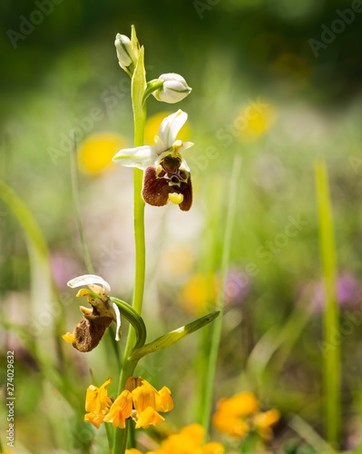 Bild auf Leinwand Late spider-orchid