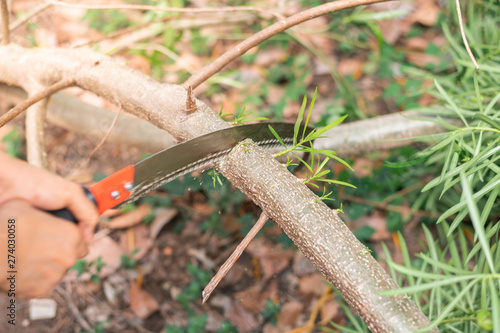An old woman hand sawing a tree branch with curved pruning saw without any protection in the garden.