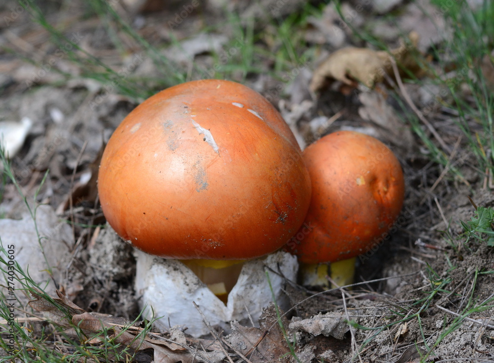 Close up of Amanita Caesarea Mushrooms, also known as Caesars Mushroom. In France known as Roi de Champignons Close up of Amanita Caesarea Mushrooms, also known as Caesars Mushroom. In France known as Roi de Champignons