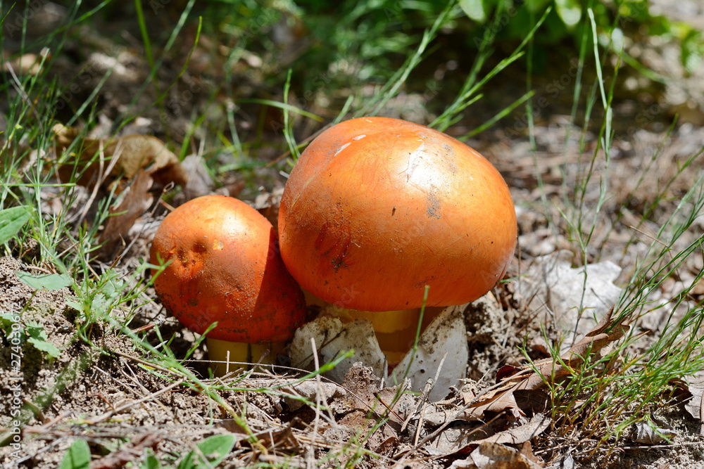 Close up of Amanita Caesarea Mushrooms, also known as Caesars Mushroom. In France known as Roi de Champignons Close up of Amanita Caesarea Mushrooms, also known as Caesars Mushroom. In France known as Roi de Champignons