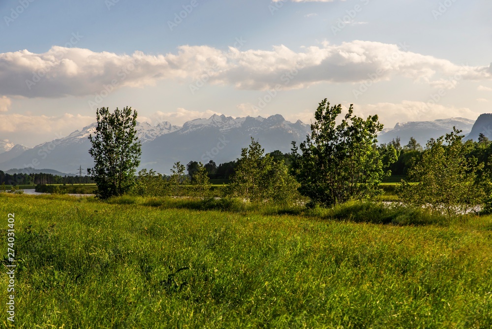 Meadow, trees and Alps, Koblach in Vorlarlberg, Austria.