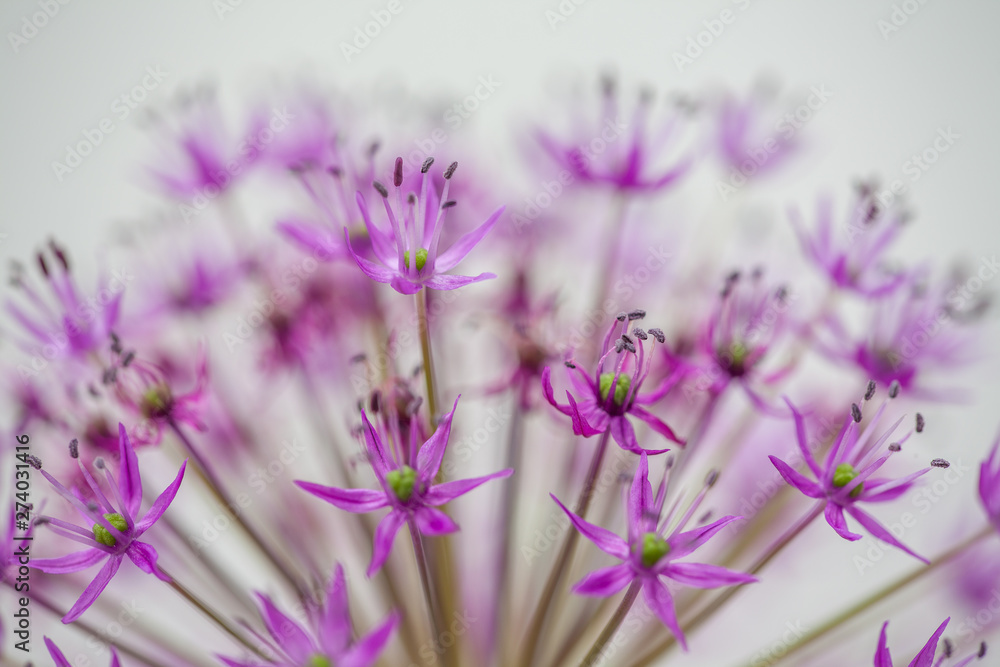 close-up of blooming violet blossoms of a garden leek (Allium) close-up of blooming violet blossoms of a garden leek (Allium)