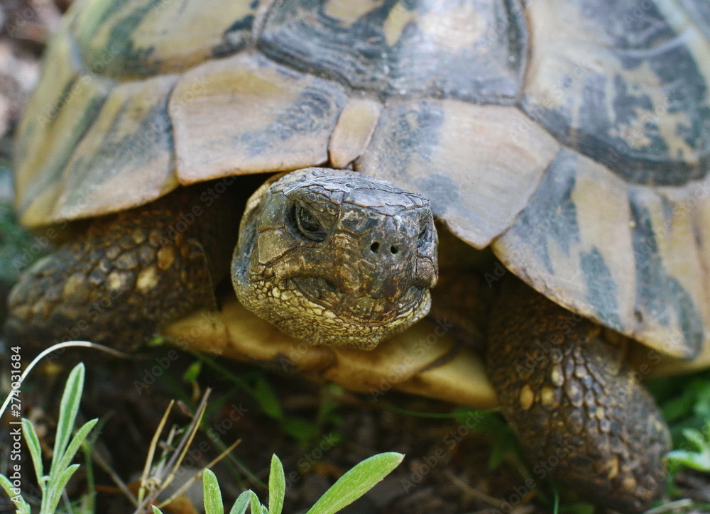 Forest turtle in a natural environment. Forest turtle in a natural environment.