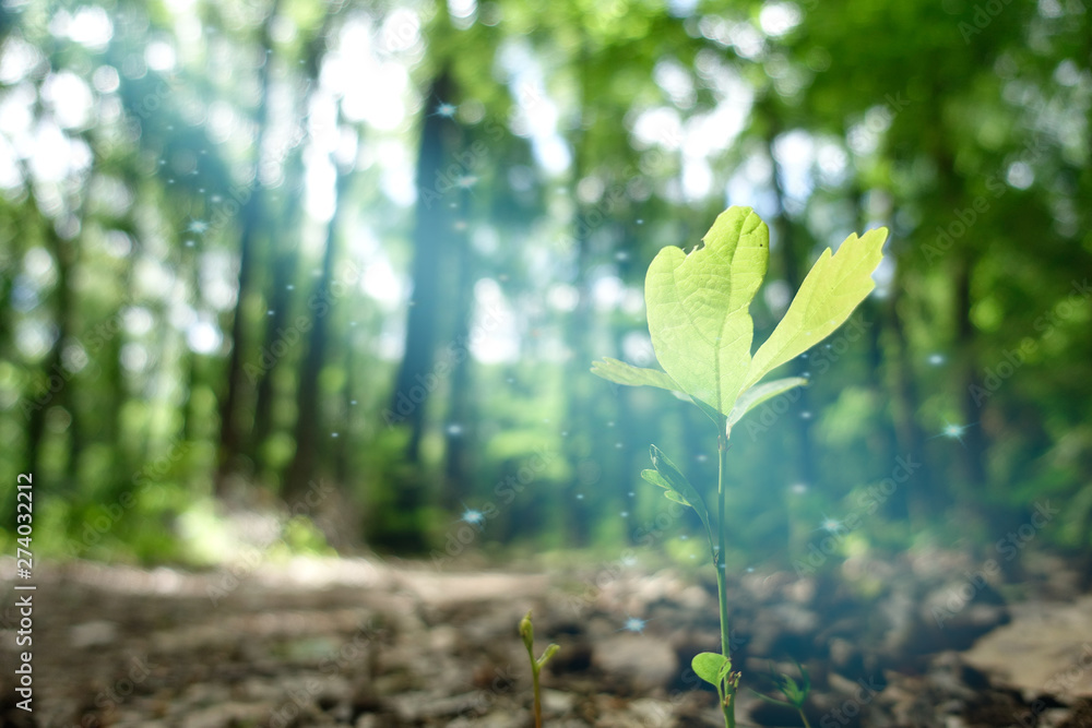 magic light in forest shines on young plant magic light in forest shines on young plant
