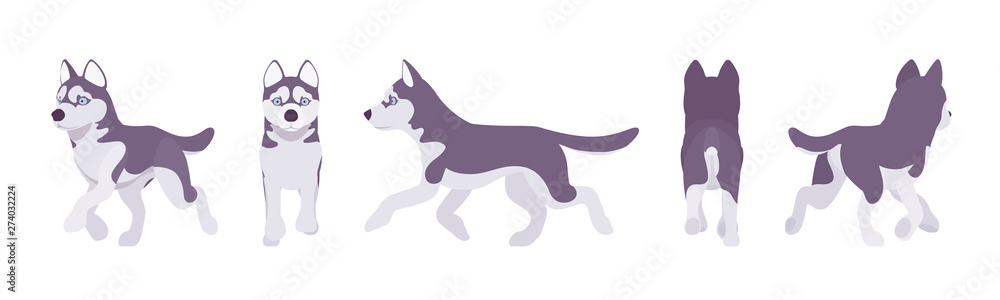 Husky dog running. Northern sled, medium size compact Siberian breed, cute family companion for active fun and home security. Vector flat style cartoon illustration, white background, different views