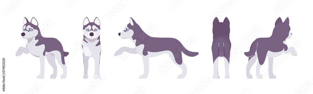 Husky dog giving paw. Northern sled, medium size compact Siberian breed, cute family companion, active fun and home security. Vector flat style cartoon illustration, white background, different views