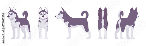 Husky dog standing. Northern sled, medium size compact Siberian breed, cute family companion for active fun and home security. Vector flat style cartoon illustration, white background, different views