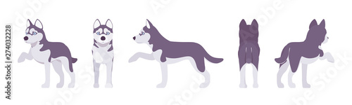 Husky dog giving paw. Northern sled, medium size compact Siberian breed, cute family companion, active fun and home security. Vector flat style cartoon illustration, white background, different views © andrew_rybalko