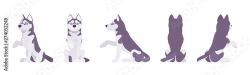 Husky dog sitting, paw giving. Northern medium size compact Siberian breed, cute family companion, active fun, home security. Vector flat style cartoon illustration, white background, different views