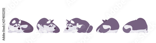 Husky dog sleeping. Northern sled, medium size compact Siberian breed, cute family companion for active fun and home security. Vector flat style cartoon illustration, white background, different views