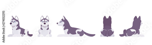 Husky dog lying. Northern sled, medium size compact Siberian breed, cute family companion for active fun and home security. Vector flat style cartoon illustration, white background, different views