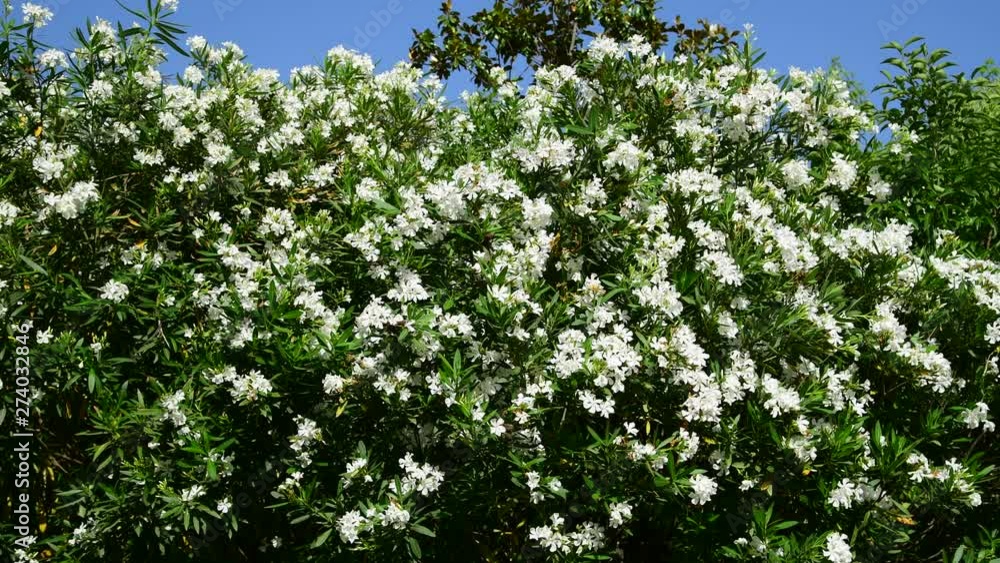 Beautiful white blooming oleander on a sunny day Beautiful white blooming oleander on a sunny day