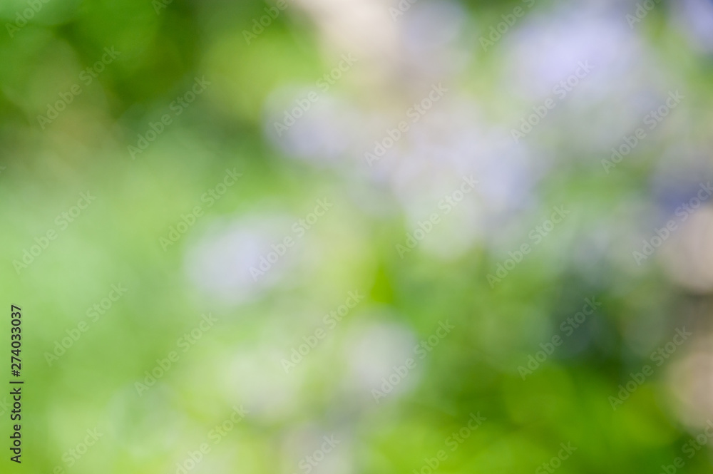 Fototapeta premium Blurred soft summer floral background with bokeh effect.