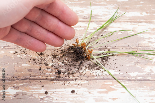 Woman's Hand pointing at Sprouted Organic Fresh Green Wheat Grass in soil. Triticum aestivum. Wooden background. Drops of water.