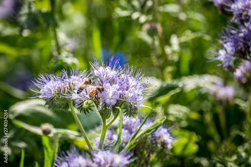 Bienentrachtpflanze Bienenweide