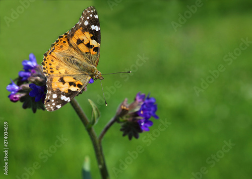 Close-up of a butterfly on a blue flower, green blurry background (Common butterfly tiger)