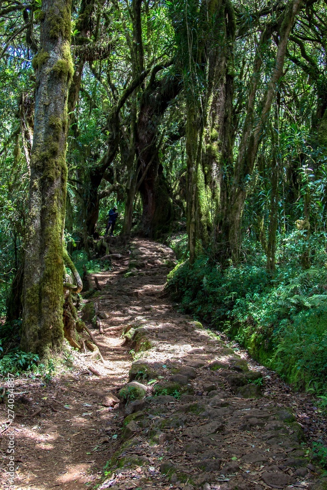Tropical forest on trek to Kilimanjaro, Africa