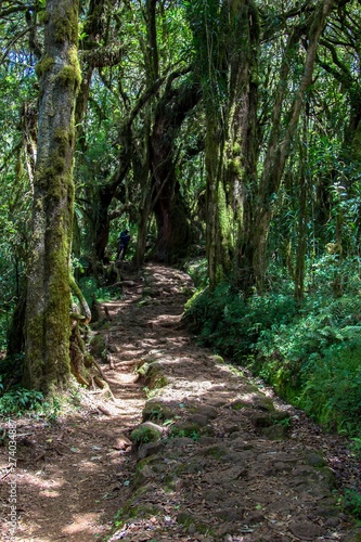 Tropical forest on trek to Kilimanjaro  Africa