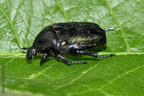 beetle bronze green on the sheet © Алексей Линник
