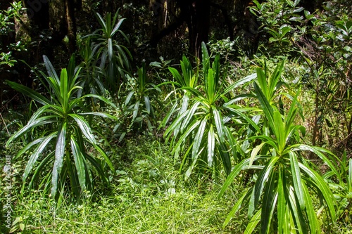 Jungle plants in Kilimanjaro national park