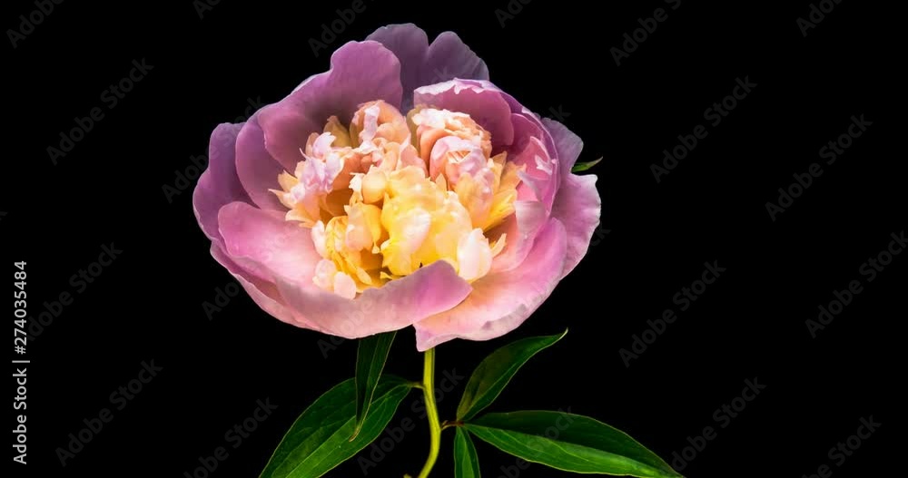 Timelapse of pink peony flower blooming on black background in 4K Timelapse of pink peony flower blooming on black background in 4K
