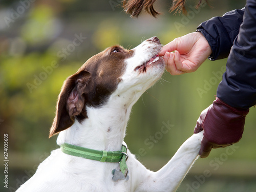 A springer spaniel beagle cross bread dog receiving a treat