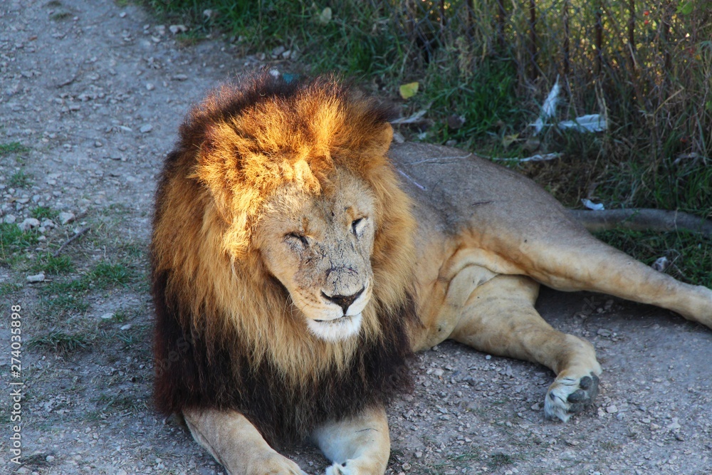 Portrait of a lion with a brown-golden mane in a safari park. Pride of lions. Africa, travel, tourism, nature, safari, animals and wildlife concept.