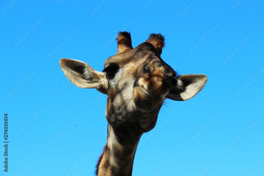 Head of a giraffe close-up on a background of blue sky. Nature, zoo, freedom, travel and tourism, animals and wildlife concept.
