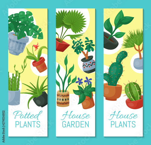 House flowers indoor floriculture banner vector illustration. Nature home decoration gardening. Indoor plants in flowerpot beauty decorative flora. Succulent foliage exotic garden houseplant.