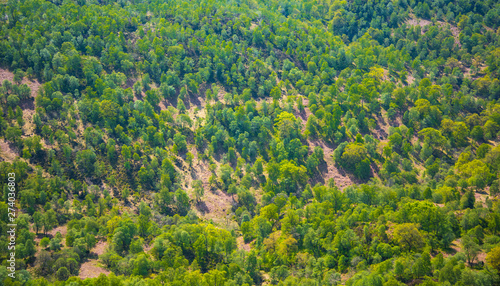 Forest satellite photo - evergreen trees