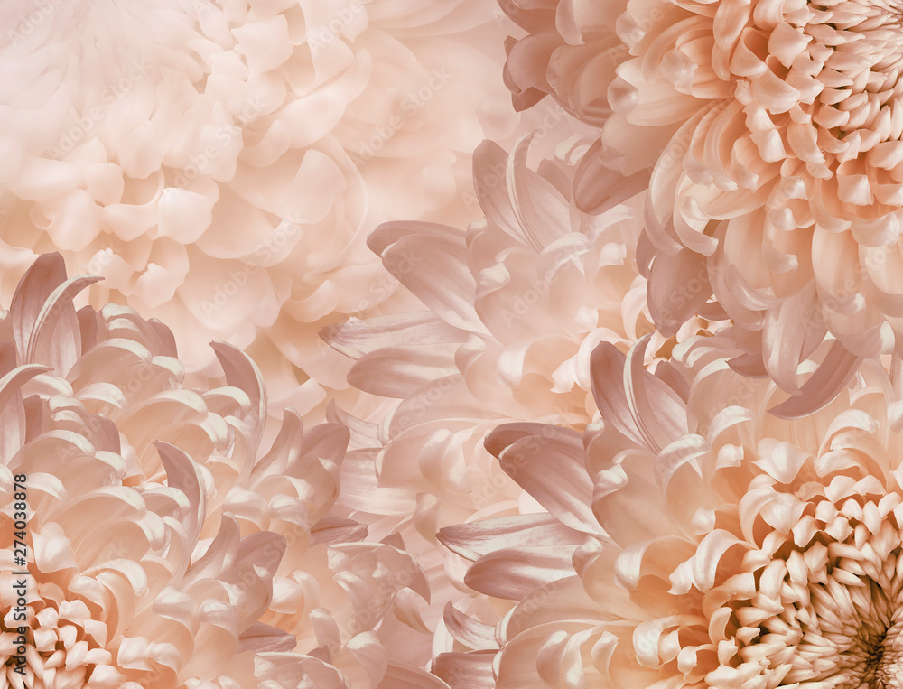 chrysanthemum flowers. pink background. floral collage. flower composition. Close-up. Nature.