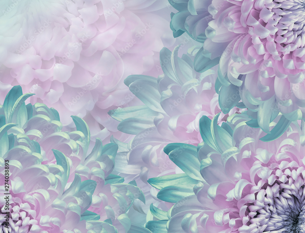 chrysanthemum flowers. pink and turquoise  background. floral collage. flower composition. Close-up. Nature.