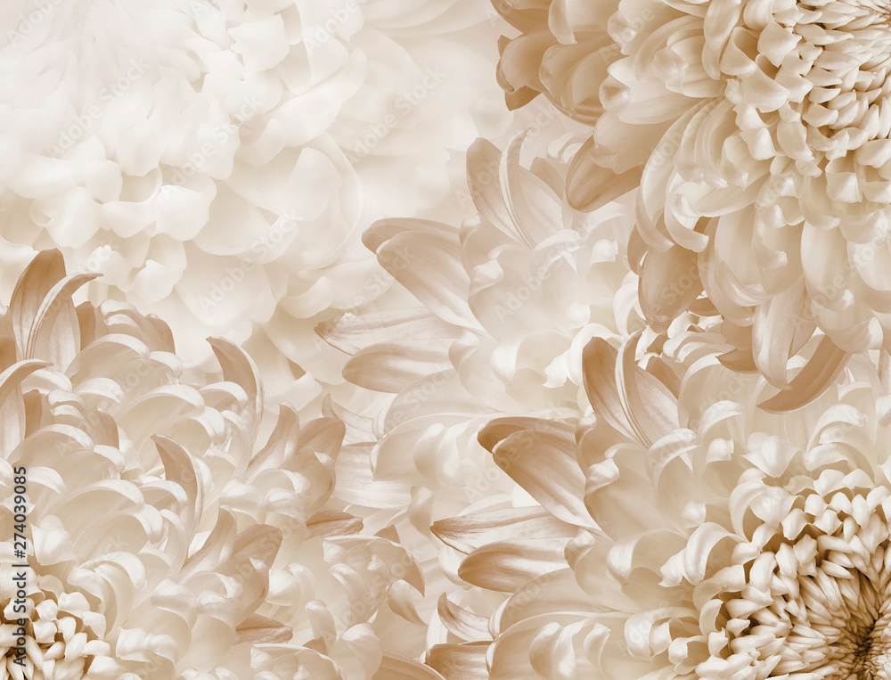 chrysanthemum flowers. light yellow background. floral collage. flower composition. Close-up. Nature. chrysanthemum flowers. light yellow background. floral collage. flower composition. Close-up. Nature.