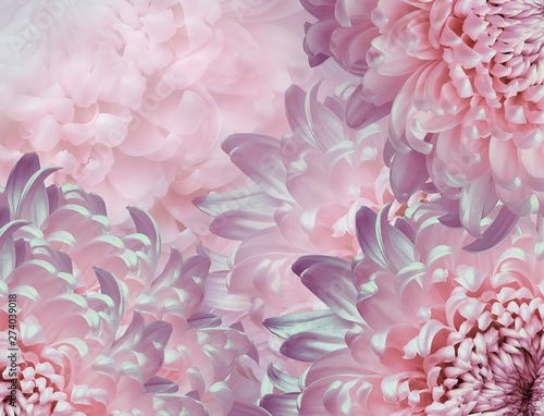 chrysanthemum flowers. pink and purple background. floral collage. flower composition. Close-up. Nature.